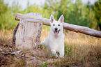 lying White Swiss Shepherd Dog