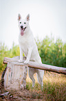 White Swiss Shepherd Dog