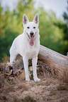 White Swiss Shepherd Dog