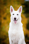 White Swiss Shepherd Dog Portrait