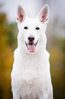 White Swiss Shepherd Dog Portrait