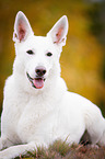 lying White Swiss Shepherd Dog