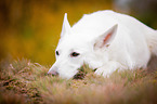 lying White Swiss Shepherd Dog