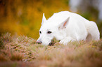 lying White Swiss Shepherd Dog