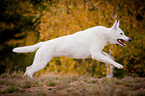 running White Swiss Shepherd Dog
