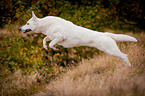 jumping White Swiss Shepherd Dog