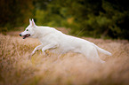running White Swiss Shepherd Dog