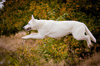 jumping White Swiss Shepherd Dog