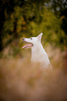 White Swiss Shepherd Dog
