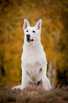 sitting White Swiss Shepherd Dog