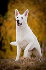 White Swiss Shepherd Dog