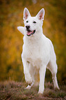 White Swiss Shepherd Dog