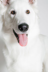 Berger Blanc Suisse