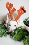 lying Berger Blanc Suisse
