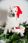 Berger Blanc Suisse with santa hat