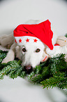 Berger Blanc Suisse with santa hat