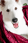 Berger Blanc Suisse Portrait