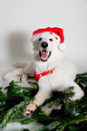 Berger Blanc Suisse with santa hat