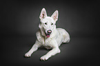 lying White Shepherd