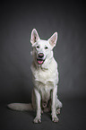 sitting White Shepherd