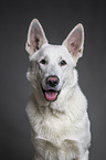 White Shepherd Portrait