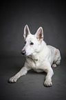 lying White Shepherd