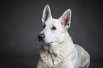 White Shepherd Portrait