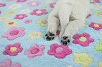 White Swiss Shepherd puppy