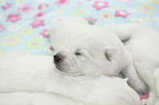 White Swiss Shepherd puppy