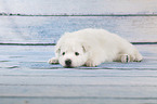 White Swiss Shepherd puppy