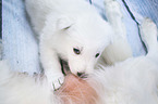 White Swiss Shepherd puppy