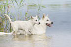 White Swiss Shepherd in the Water