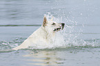White Swiss Shepherd in the Water
