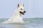 White Swiss Shepherd in the Water