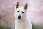 Berger Blanc Suisse Portrait