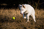 playing Berger Blanc Suisse