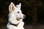 Berger Blanc Suisse Portrait