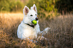 lying Berger Blanc Suisse