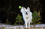 playing Berger Blanc Suisse