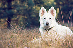lying Berger Blanc Suisse