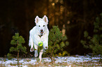 playing Berger Blanc Suisse