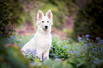 young Berger Blanc Suisse