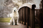 sitting Berger Blanc Suisse