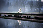 sitting Berger Blanc Suisse