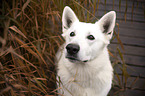 Berger Blanc Suisse