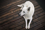 lying Berger Blanc Suisse