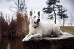 lying Berger Blanc Suisse