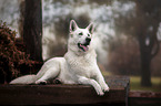 lying Berger Blanc Suisse