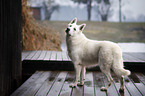 Berger Blanc Suisse