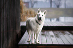 Berger Blanc Suisse